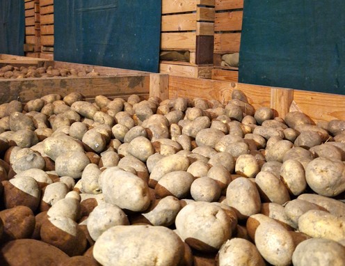 Podravka Agri Skladište krumpira Lipovac