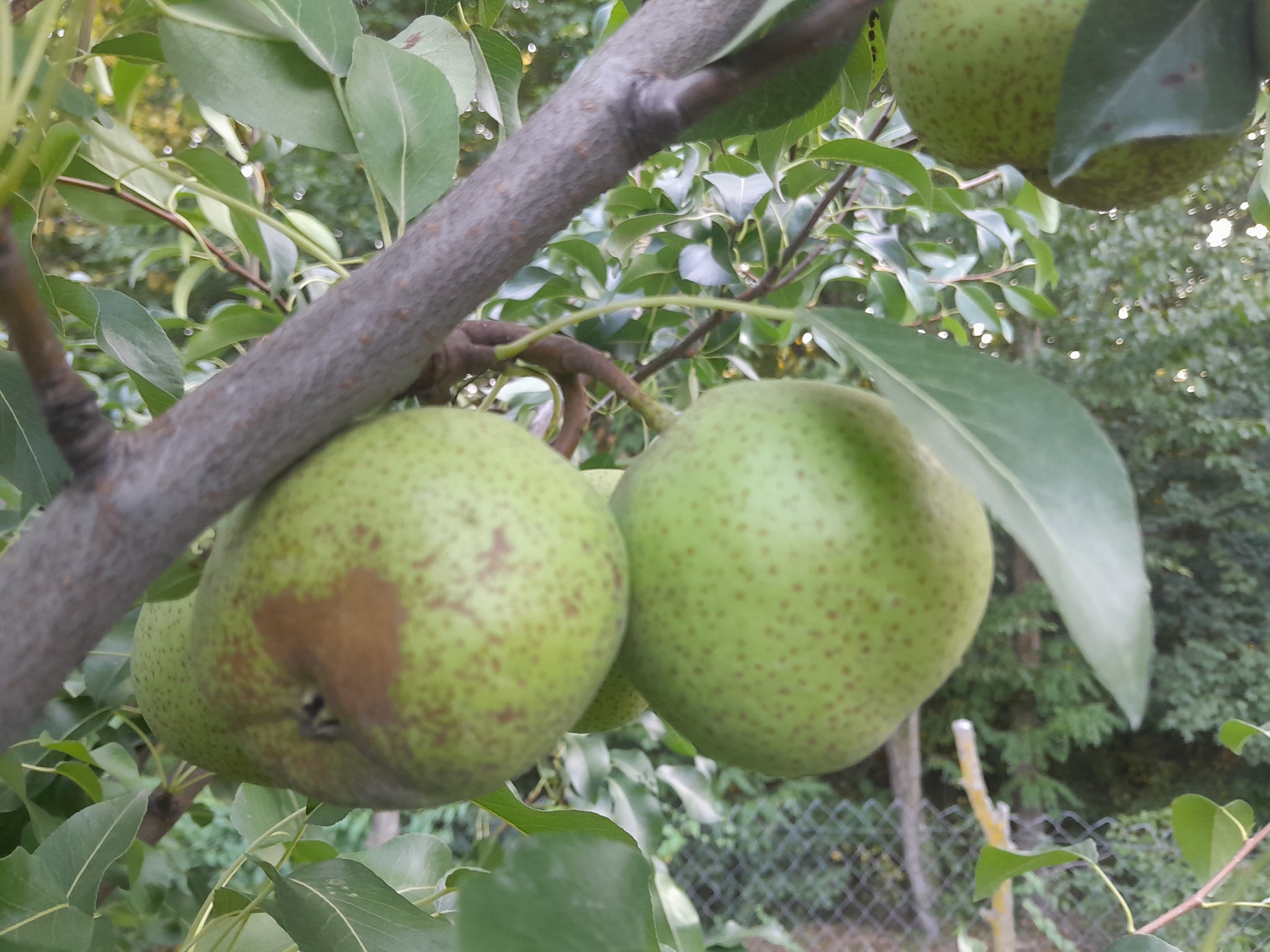 bergamote