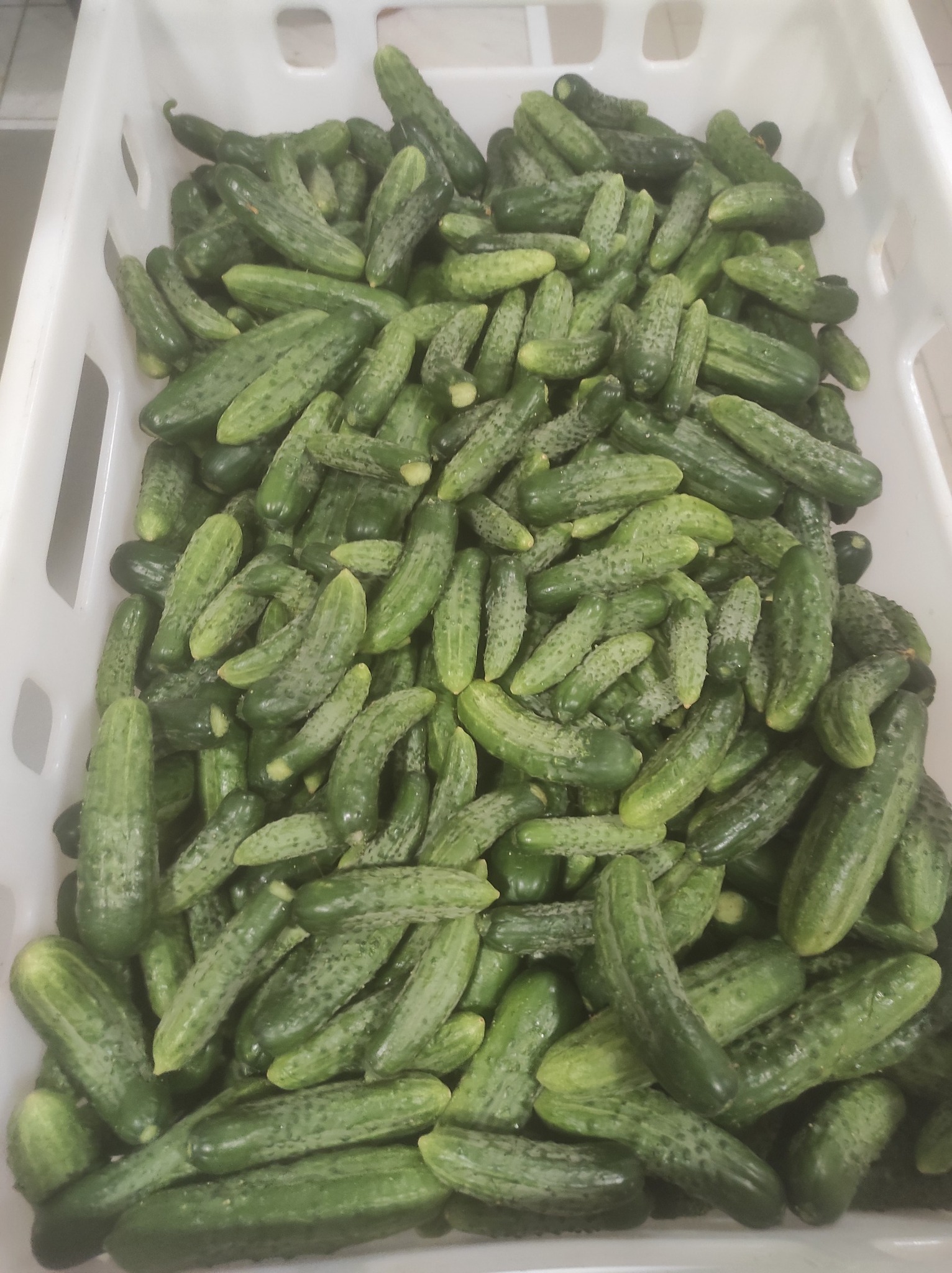 krastavci
