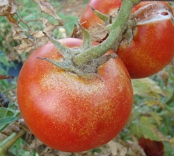 rajcica grinja