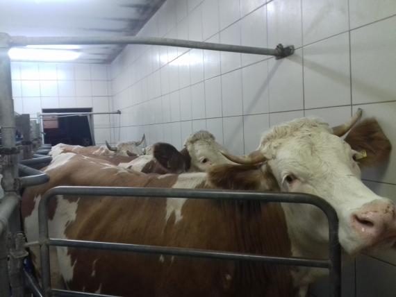 Dean - poticaj povećanju proizvedenih količina mlijeka i investicijama malih proizvođača u farme muznih krava