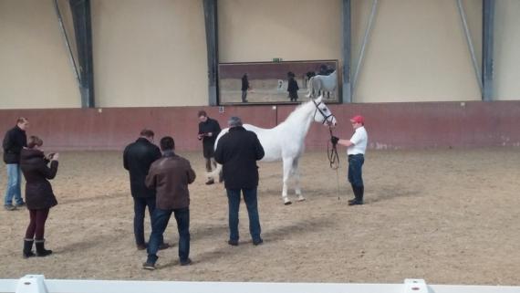 Fotoreportaža: Ocijenjivanje i odabir lipicanskih pastuha ergele Đakovo
