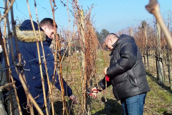 Uskoro novi natječaji za sektor vinarstva