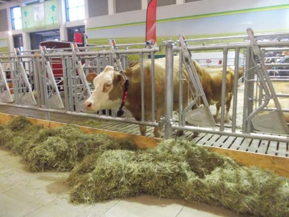 Laktalis smanjenjem otkupne cijene mlijeka zadao težak udarac hrvatskim farmerima